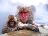 800-chilly_japanese_snow_monkeys